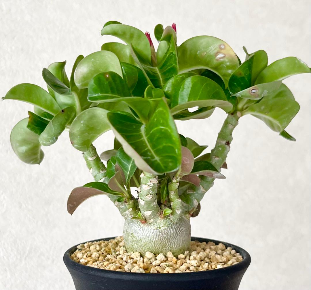 とっと様 リクエスト 2点 まとめ商品