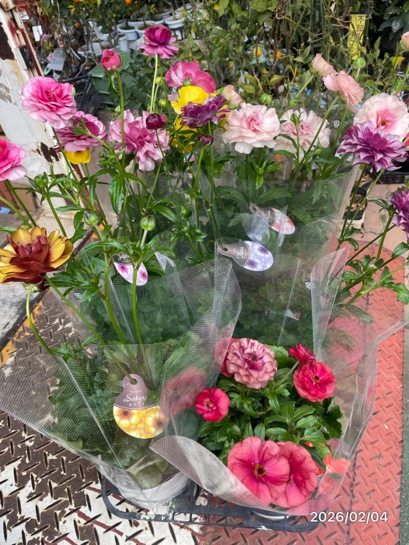 早い者勝ち!!　　　ラナンキュラス　ラックス　6種類　5号　化粧鉢