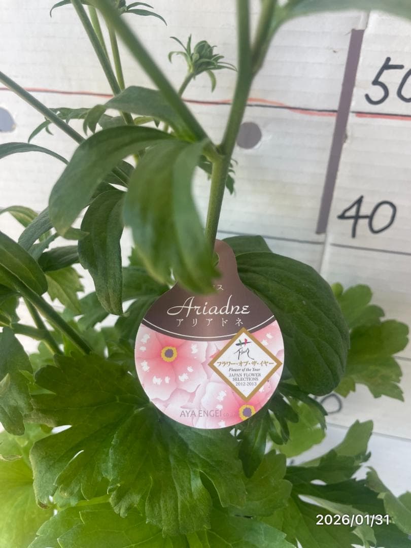 早い者勝ち!!　　　ラナンキュラス　ラックス　6種類　5号　化粧鉢