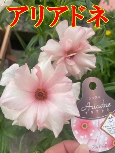 早い者勝ち!!　　　ラナンキュラス　ラックス　6種類　5号　化粧鉢