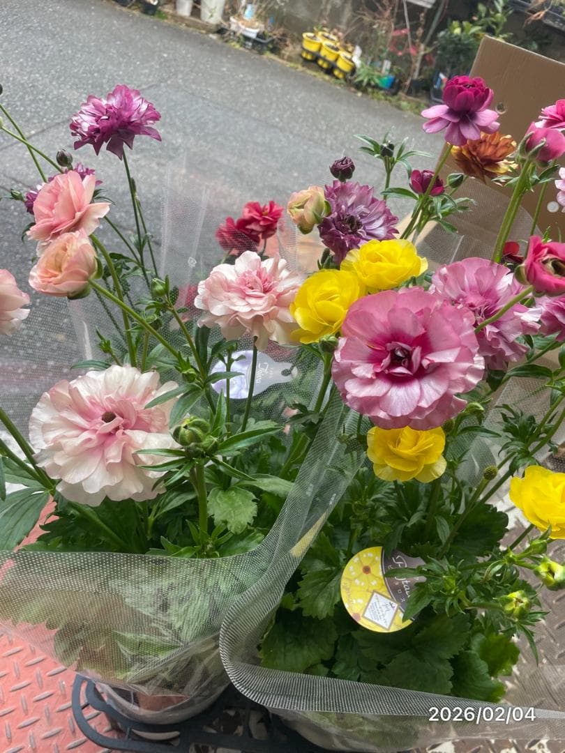 早い者勝ち!!　　　ラナンキュラス　ラックス　6種類　5号　化粧鉢