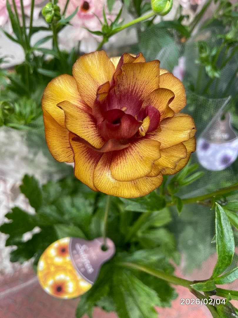 早い者勝ち!!　　　ラナンキュラス　ラックス　6種類　5号　化粧鉢