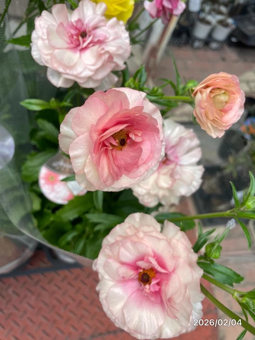 早い者勝ち!!　　　ラナンキュラス　ラックス　6種類　5号　化粧鉢