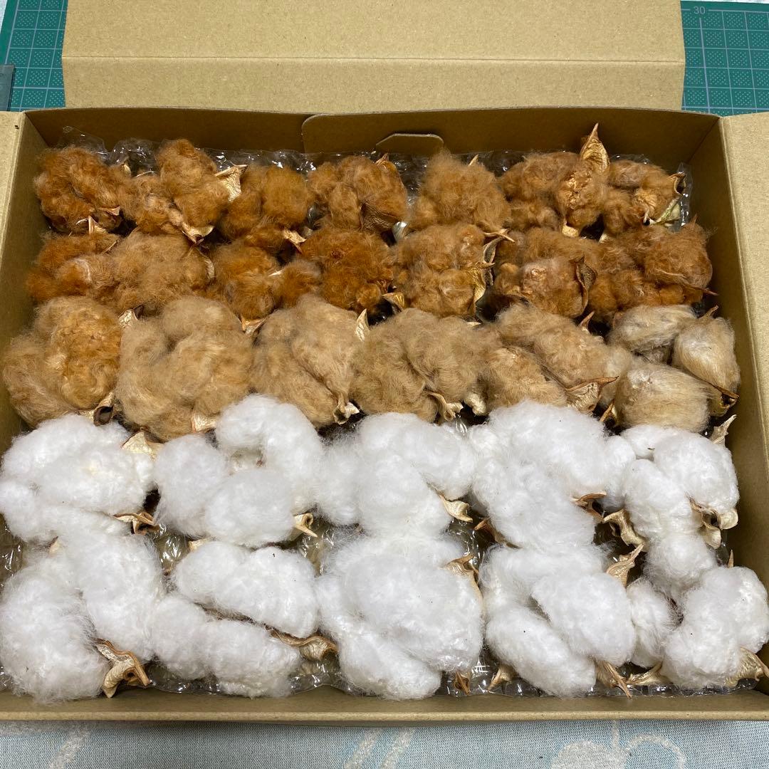 河内コレクション