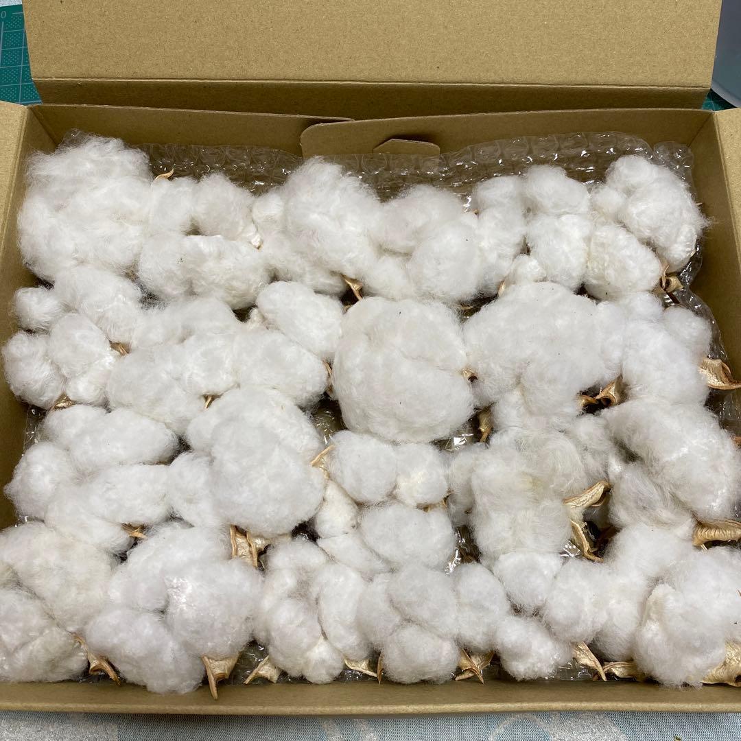 河内コレクション