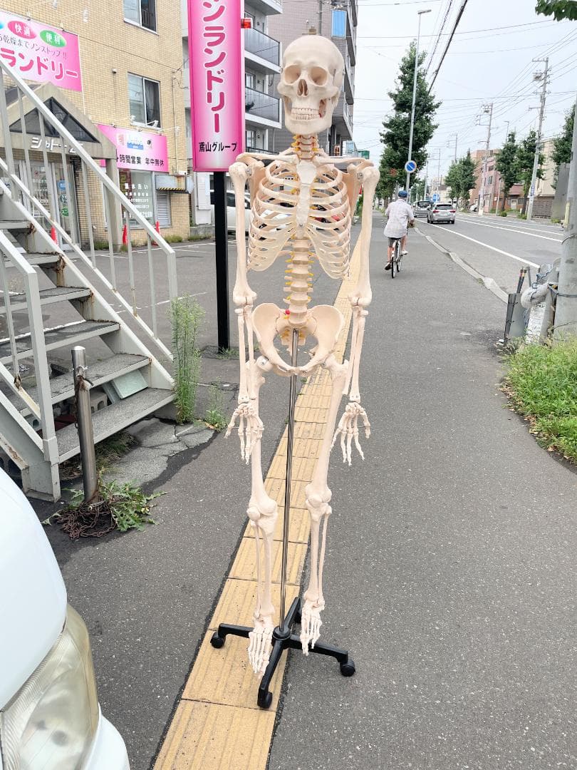札幌市引取限定。等身大 骨格標本　骸骨模型　180cm　人体模型