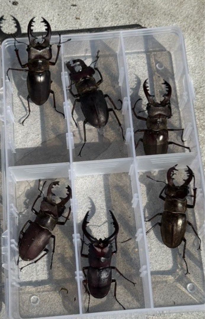 灯火採集 ライトトラップ HID 100w仕様 紫外線放出加工済