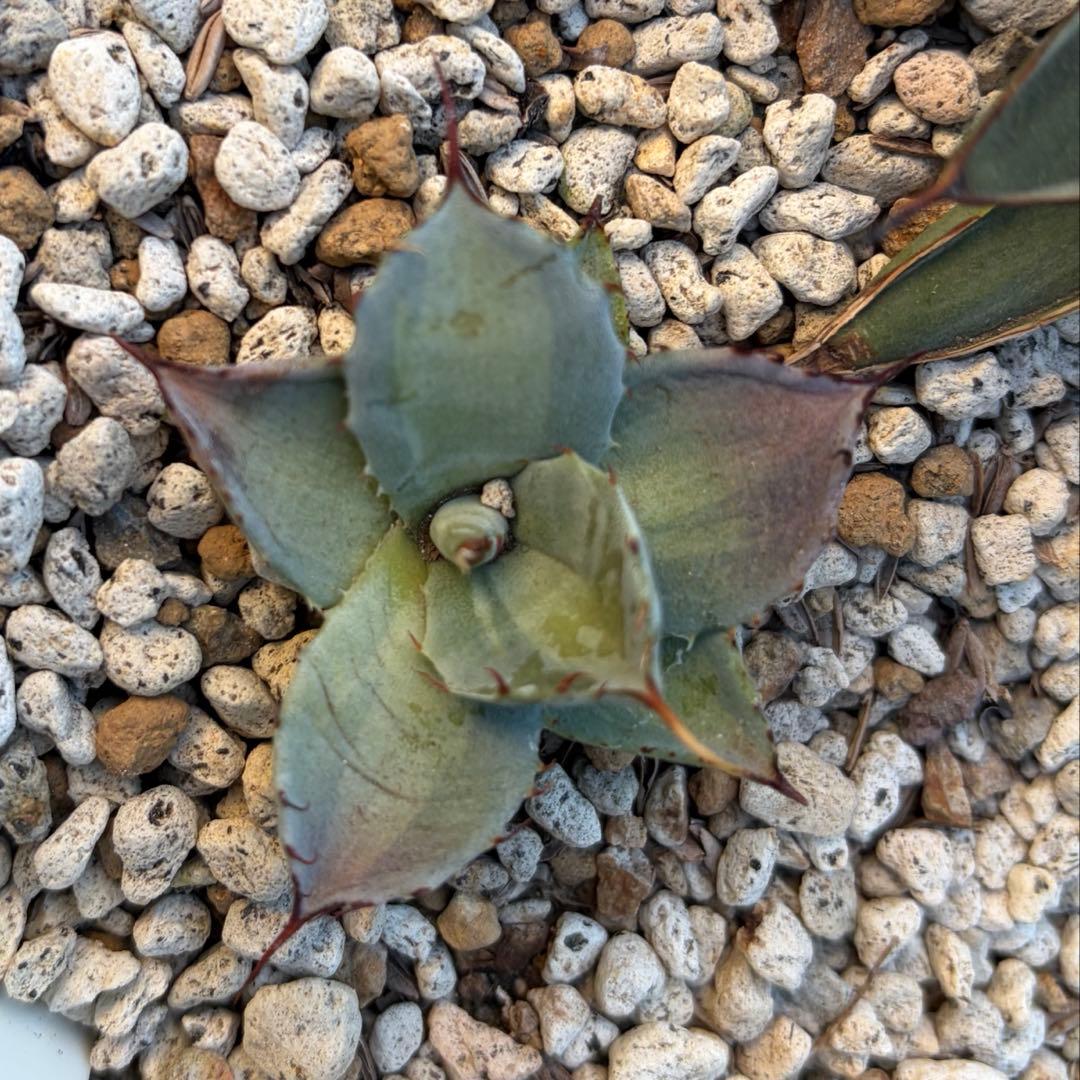 アガベ　激レア　パリートランカータ中斑　ジャックポット