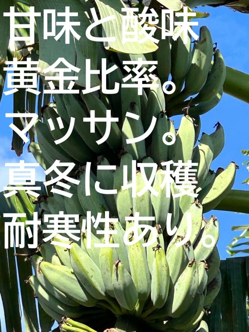 収穫用。251㎝巨大★ドワーフマッサン・バナナ苗◆高糖度。耐寒性が強く初心者向け