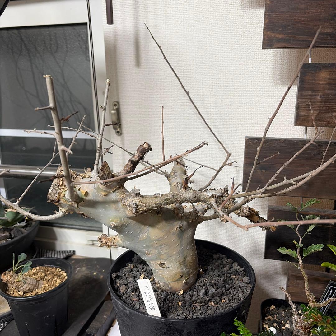 コミフォラ　カタフ　ターカネンシス