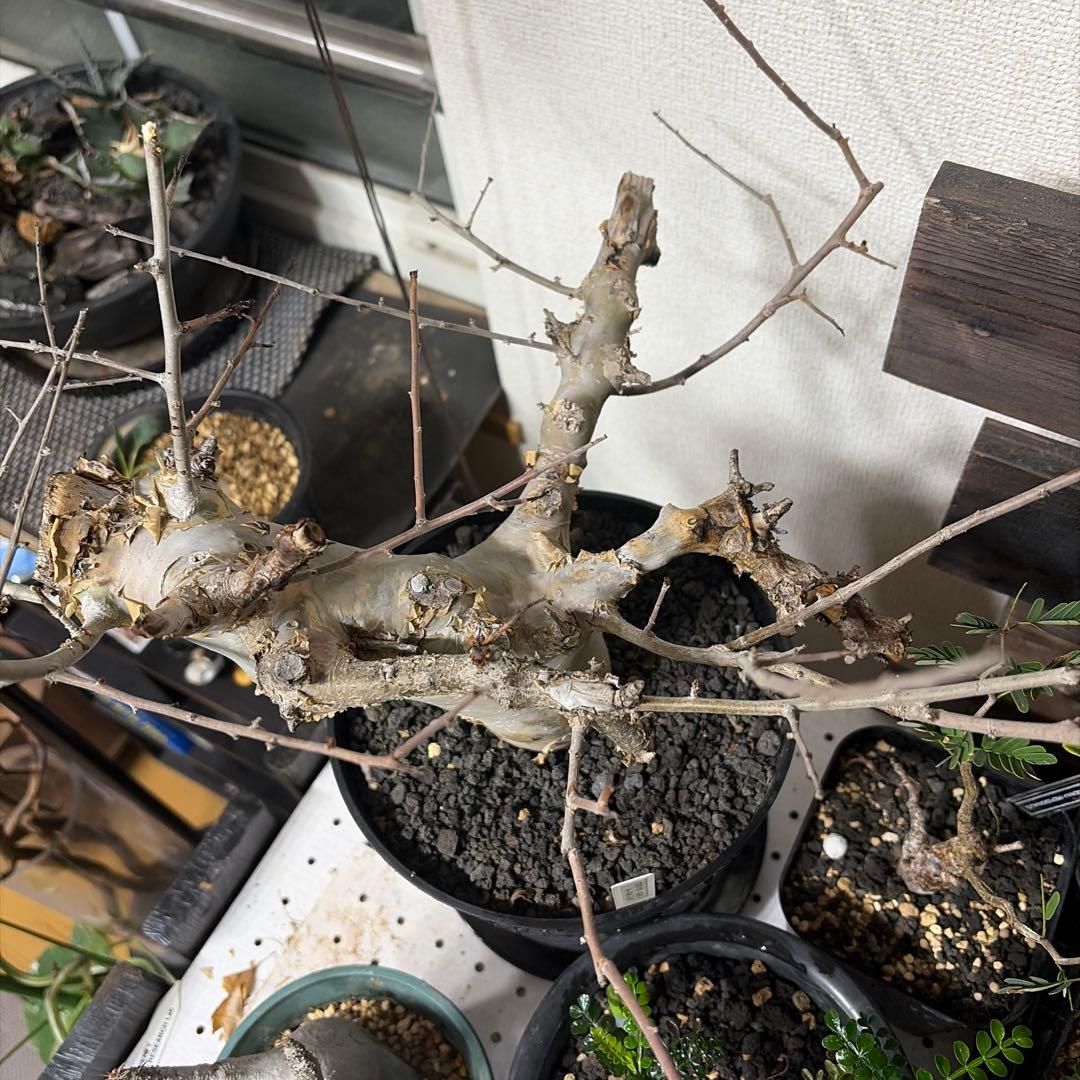 コミフォラ　カタフ　ターカネンシス