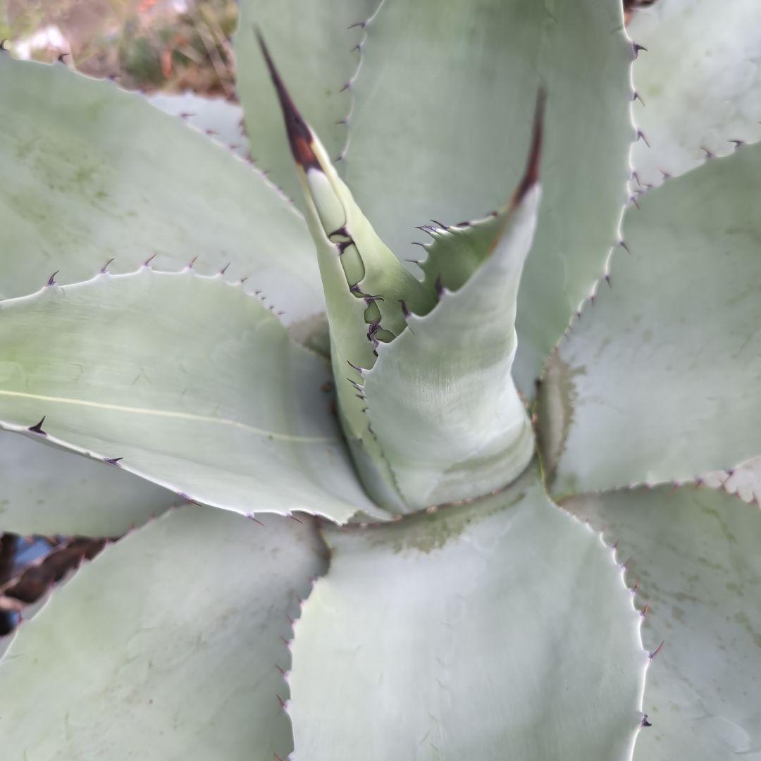 耐寒性　US株　80センチ　アガベ　オバティフォリア　斑?　抜き苗送料込み