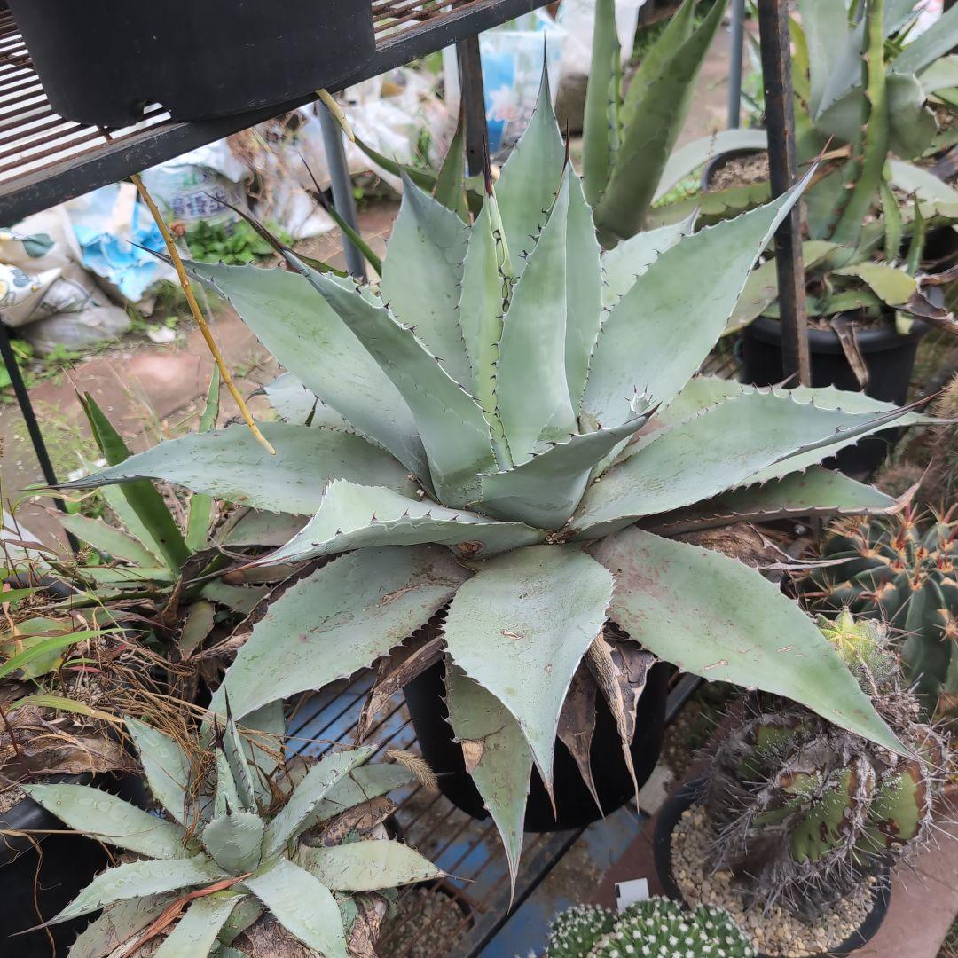 耐寒性　US株　80センチ　アガベ　オバティフォリア　斑?　抜き苗送料込み