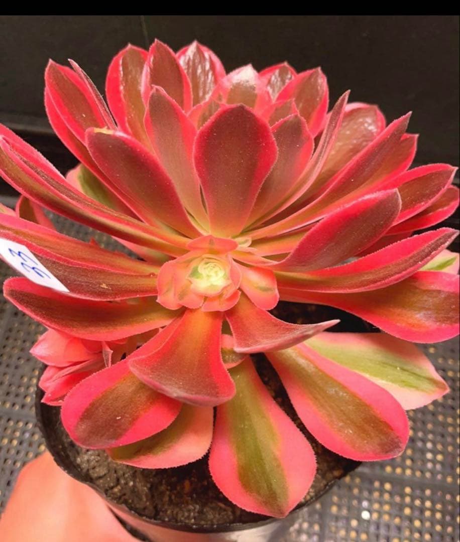 33 #多肉植物アエオニウム❤️香妃錦❤️1大頭2小頭20cm拔キ苗