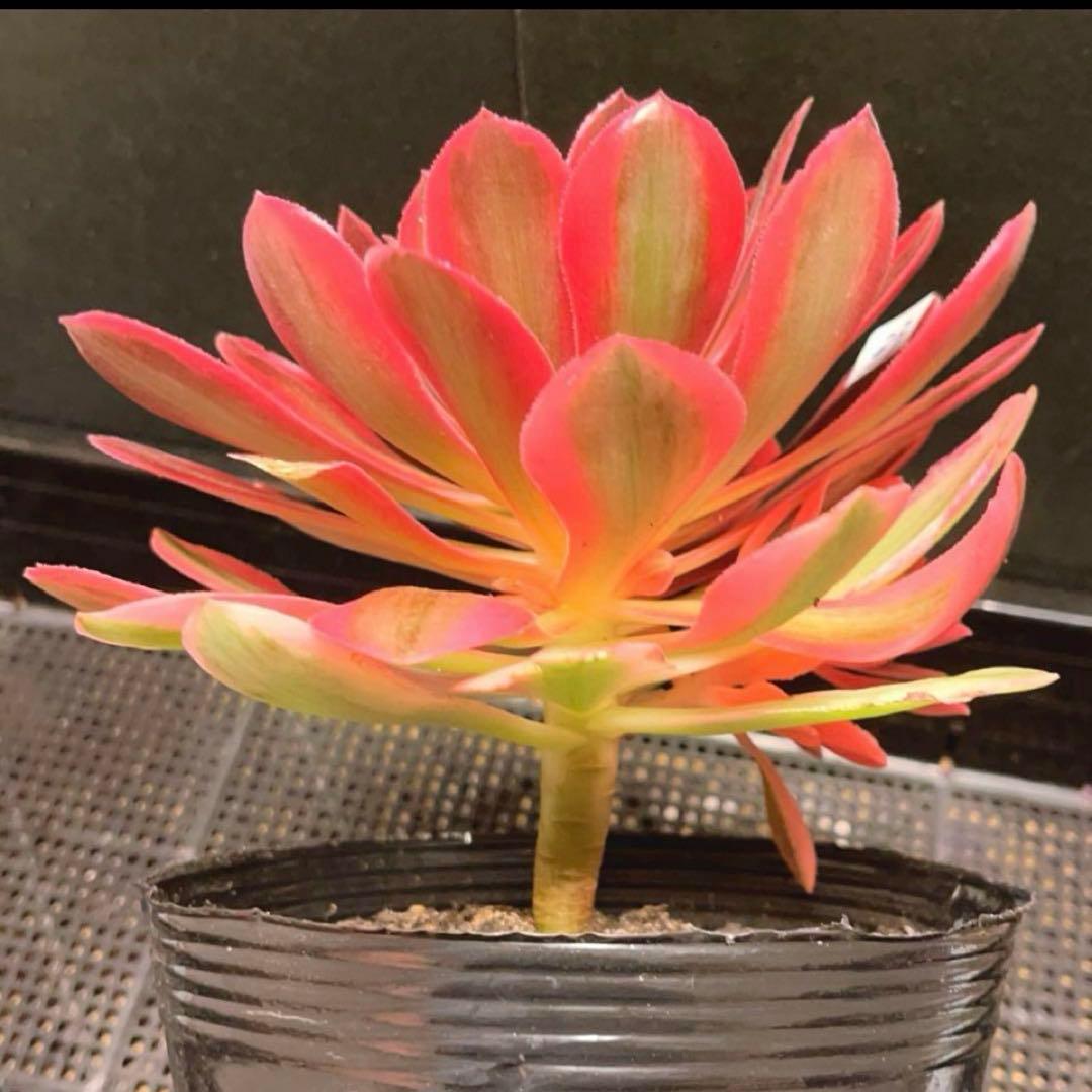 33 #多肉植物アエオニウム❤️香妃錦❤️1大頭2小頭20cm拔キ苗