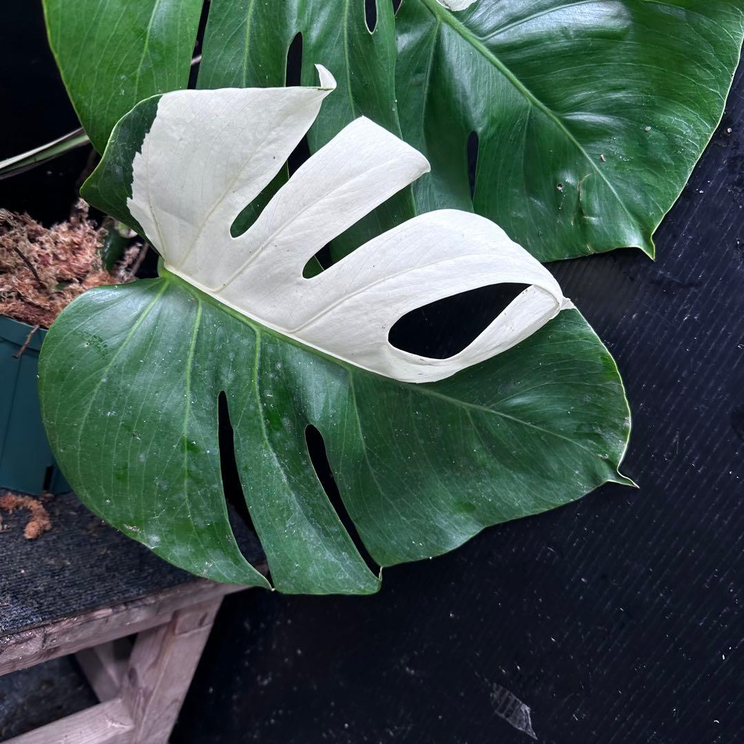 a*w様 モンステラ斑入りハーフムーンホワイトタイガー極美斑入り　　 79cm