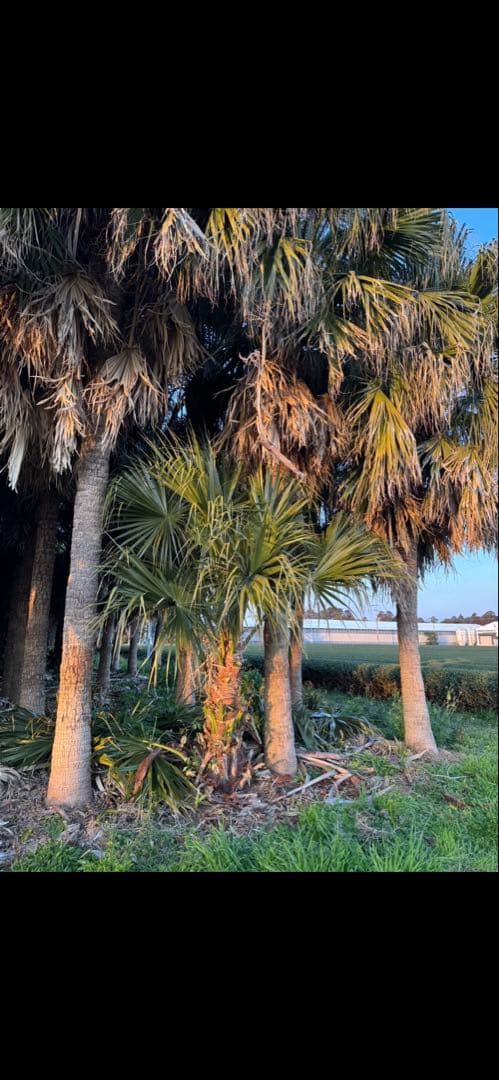 ヤシの木　ビロウヤシ