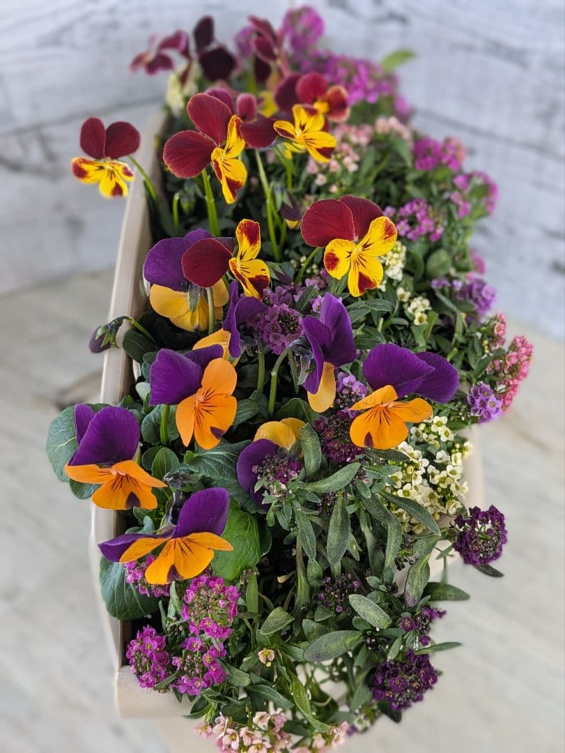 ローズガーデン【現品・鉢まま出荷】季節の寄せ植え3点＆ビオラのセット