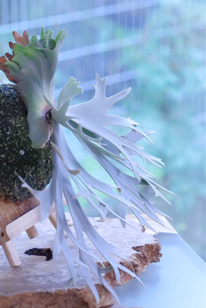 ビカクシダ P.Willincky Gabriel