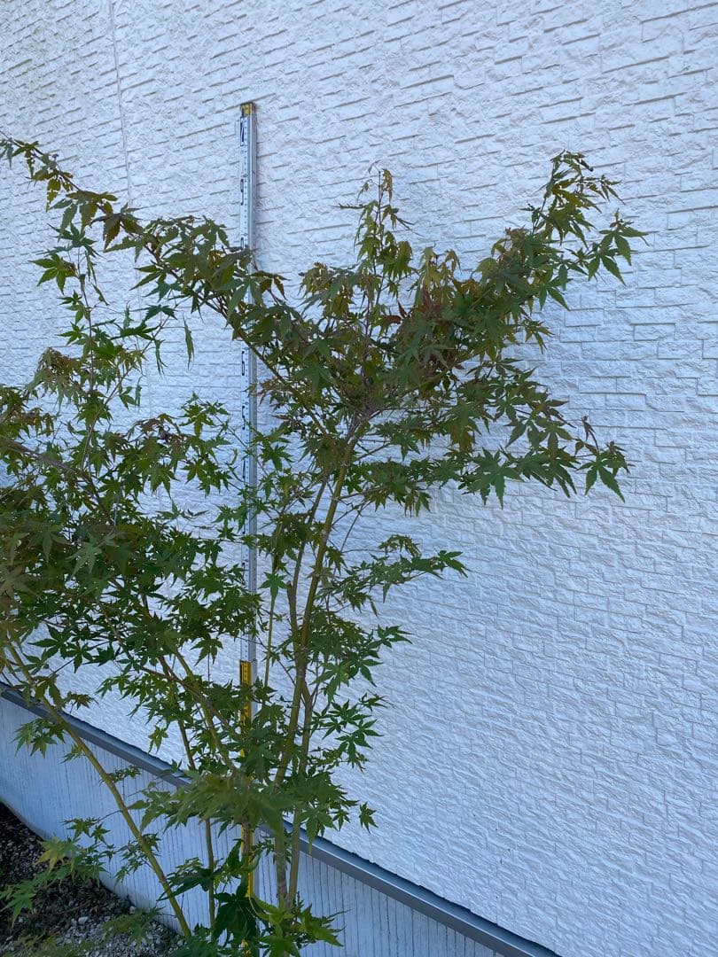 イロハモミジ② ５本立ち