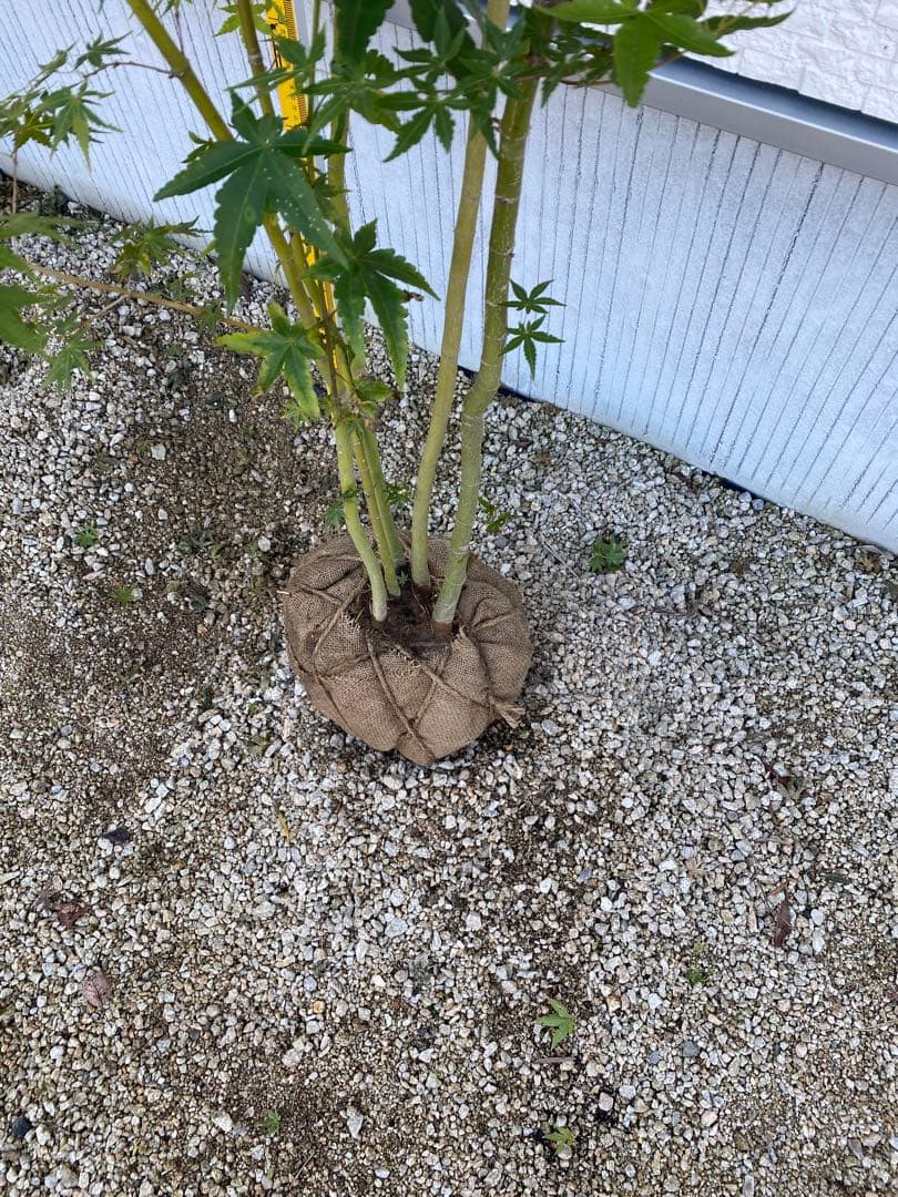 イロハモミジ② ５本立ち