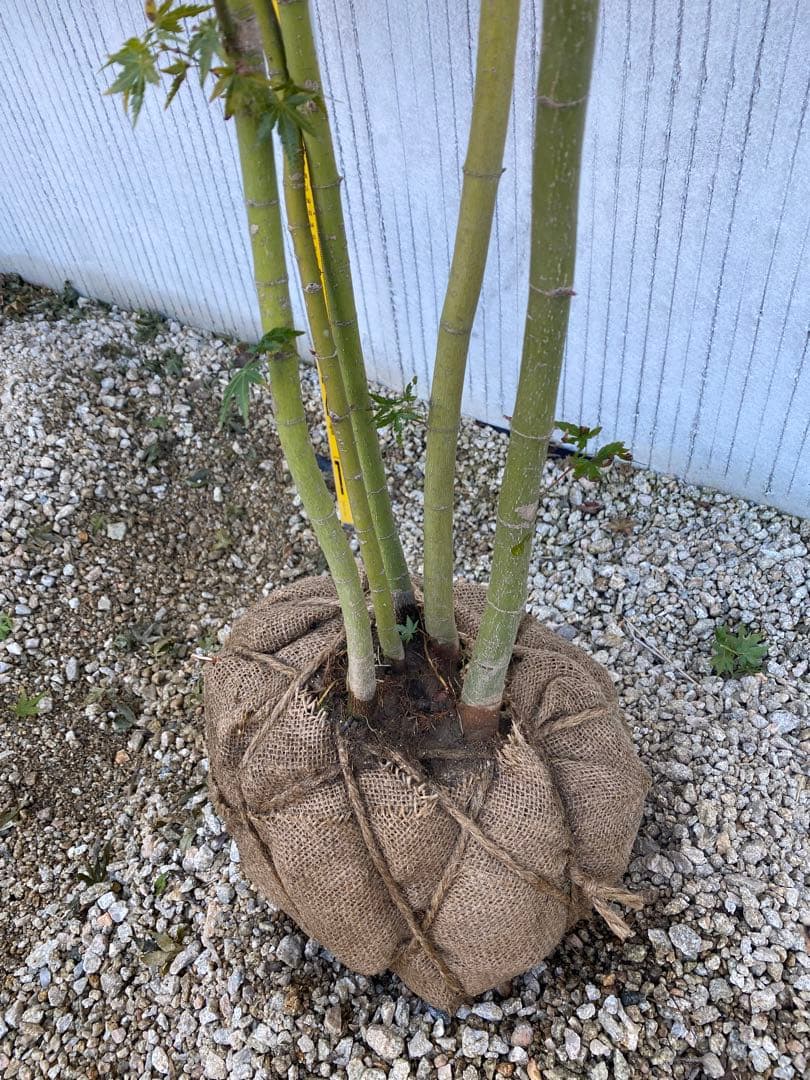 イロハモミジ② ５本立ち