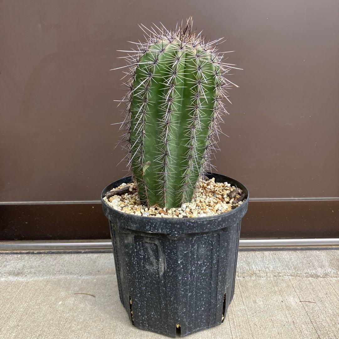 【#25096】弁慶柱　カルネギアギガンティア