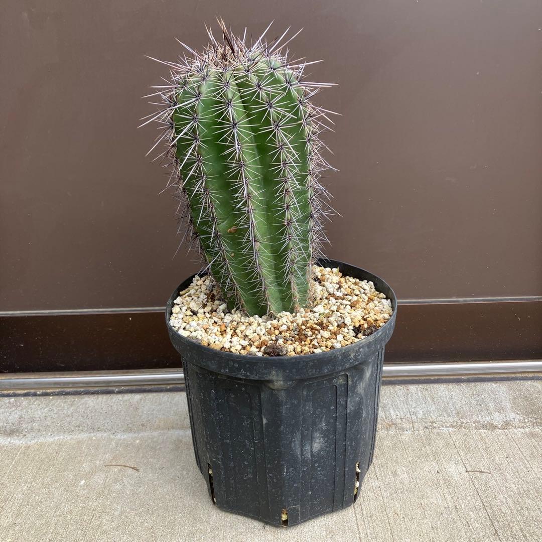 【#25096】弁慶柱　カルネギアギガンティア