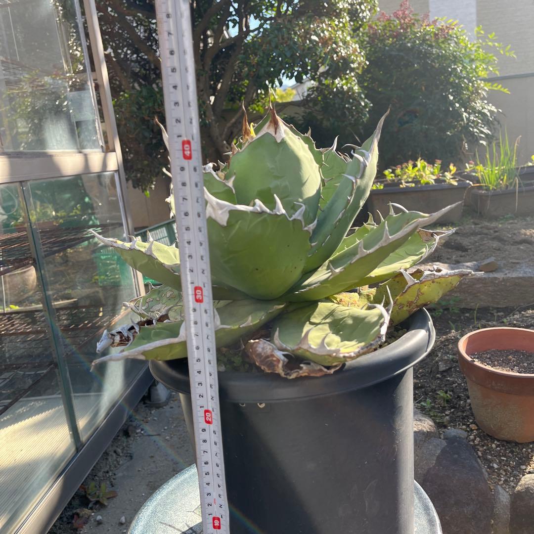 特大　アガベ オアハカ　オテロイ