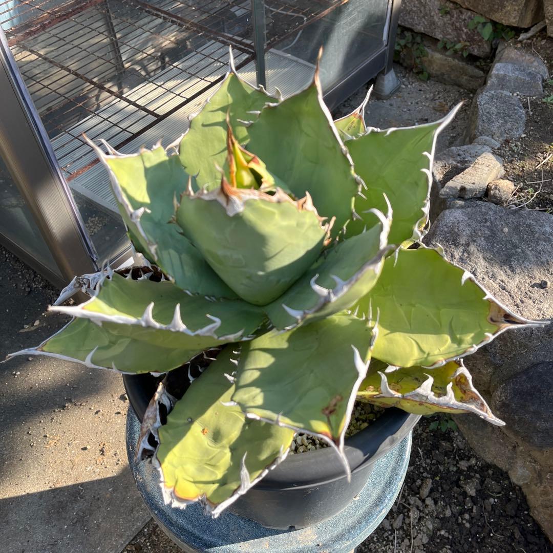 特大　アガベ オアハカ　オテロイ