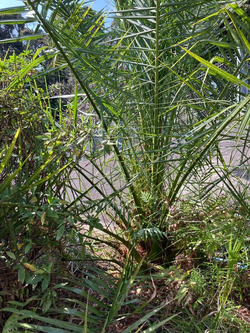 カナリーヤシ 〜引き取り可能な方限定〜