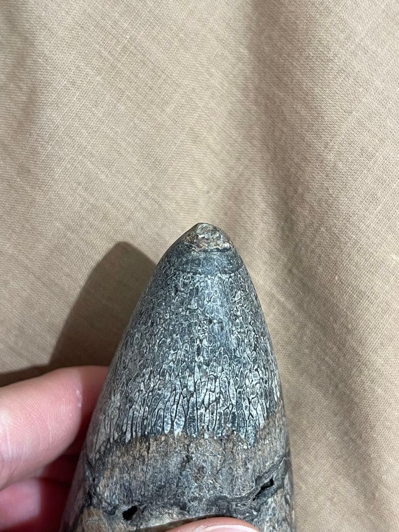 博物館級 最恐 古代クジラ リヴィアタンメルビレイ 歯 化石 鉱物標本