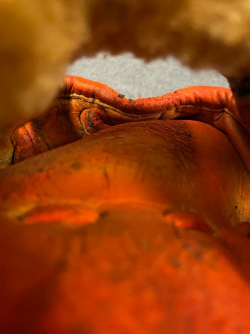 レア！　ミュータント　青ビューリーグ　野球 硬式グローブ 一般用　大人　右投げ