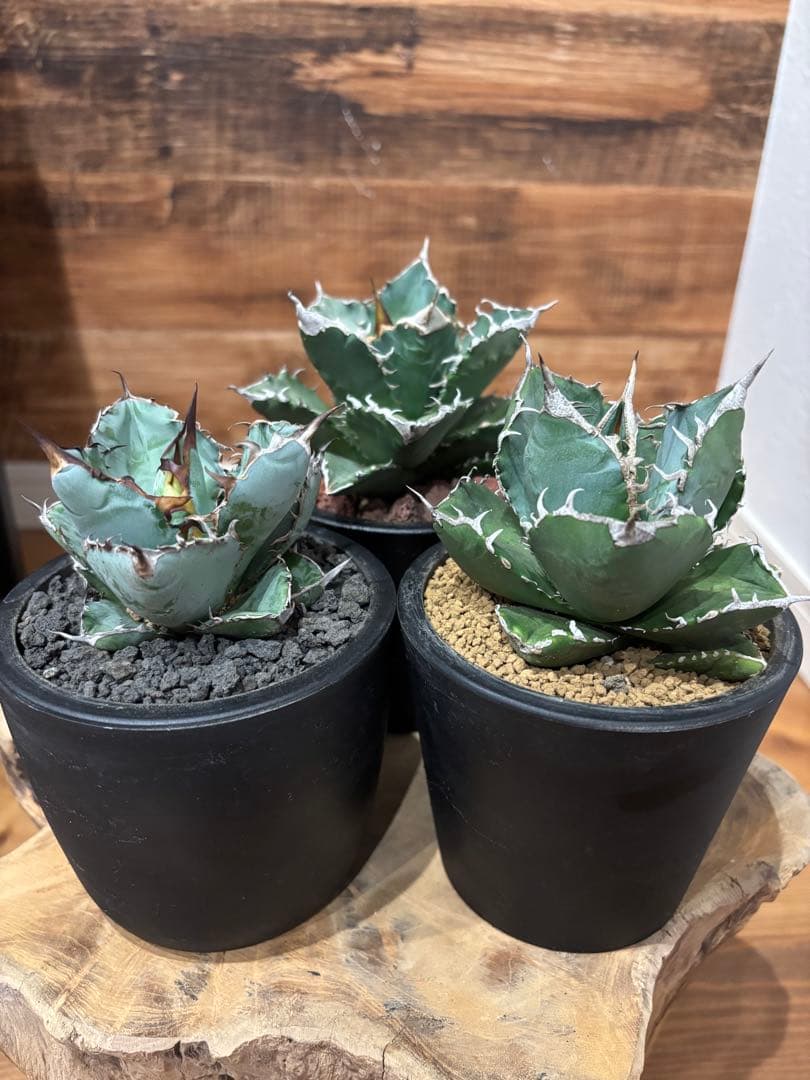 アガベ 白火焔 SAD 南アフリカダイアモンド BB ３点セット