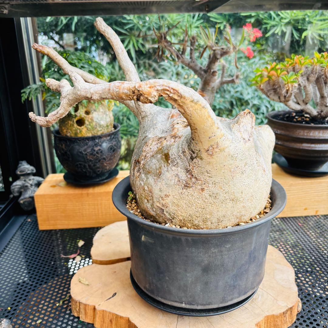 短期間限定超特価！ 特大 パキポディウム グラキリス カタチ製作所 現地株