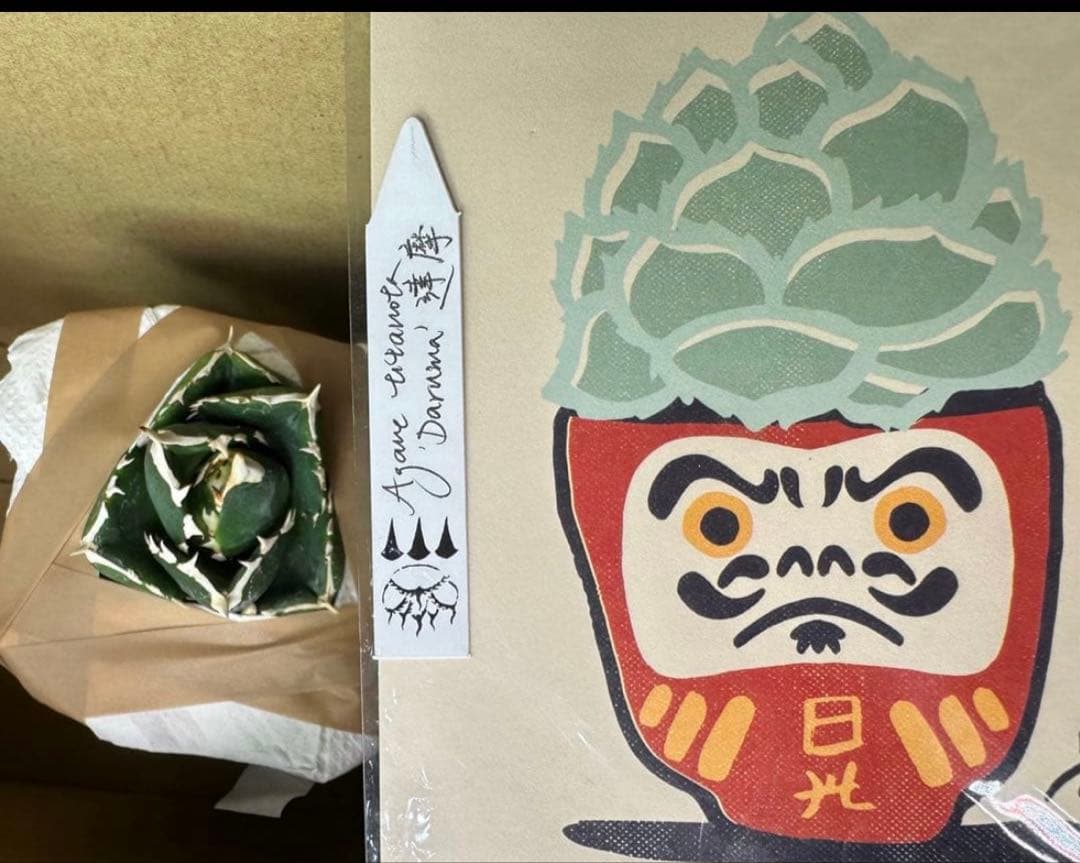 亀*ん様 アガベ　達磨　dennis000 発根済み子株