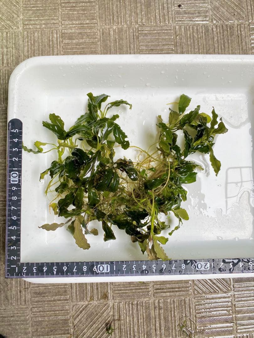 ブセファランドラsp.キールロイヤル 大株