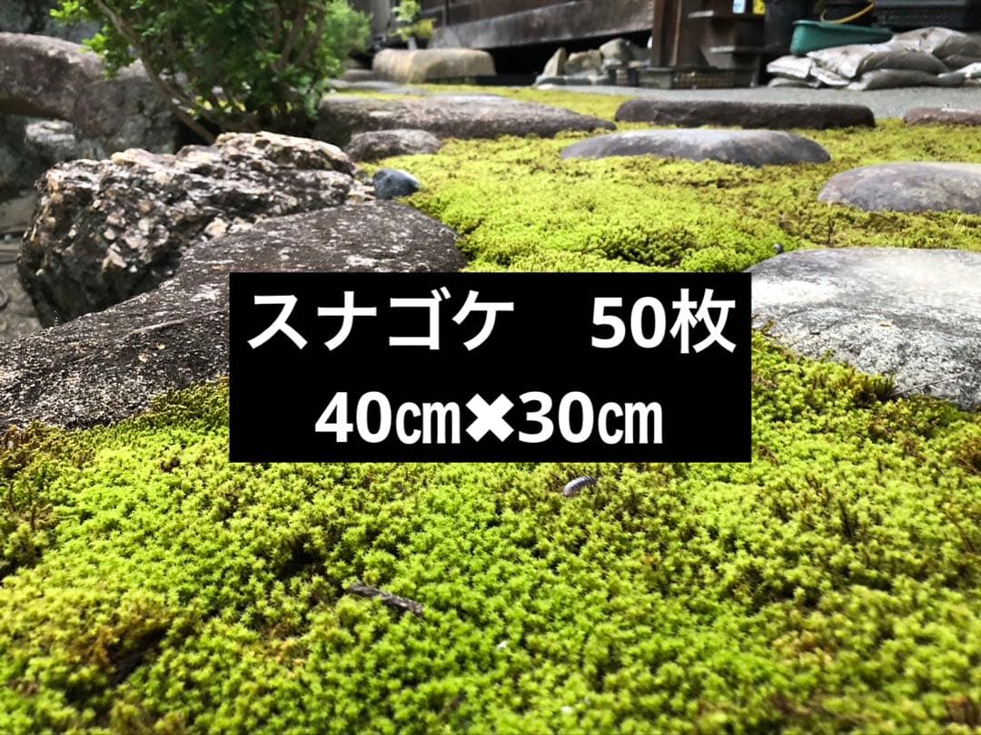スナゴケ　砂苔　50枚 円　送料込み　天然 40㎝✖︎30㎝