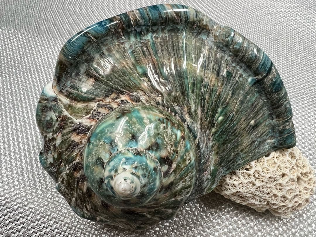 沖縄県産　夜光貝　姿磨き