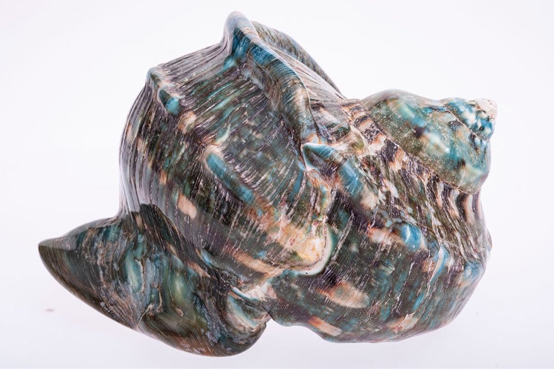 沖縄県産　夜光貝　姿磨き