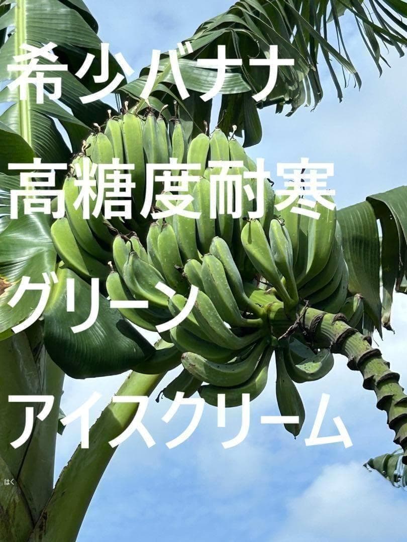 最終1苗◆220㎝巨大苗★グリーンアイスクリーム★至福の糖度。耐寒性強い低木品種