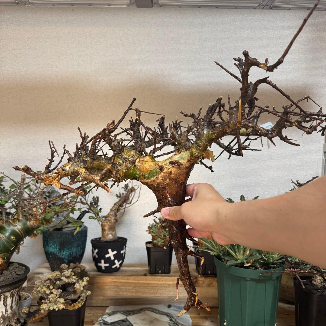 M*a様 CP20 コミフォラ ピンネイトリーブス 希少 大株 良型