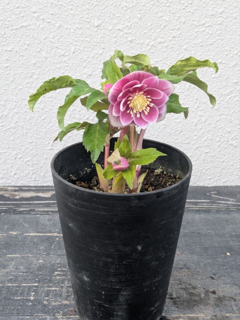 【広瀬園芸】クリスマスローズ　ソレイユ系dd整形花