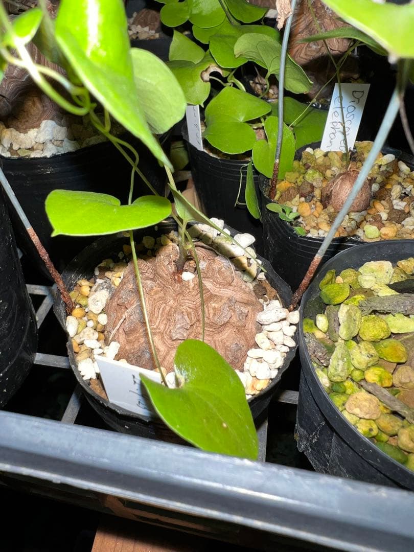 確認用　亀甲竜　実生株