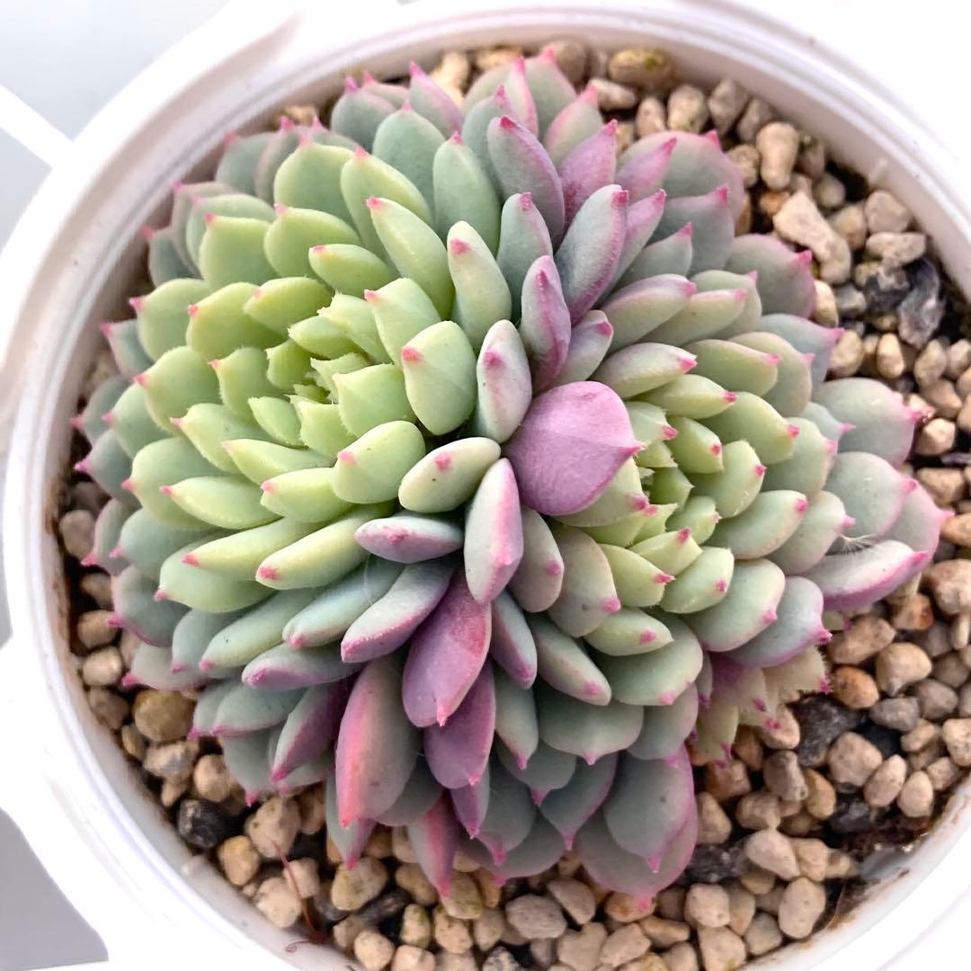 花*ん様 【鉢付き】ミックスベリア ちょこん8苗セット売りまとめ売りおらいさん自