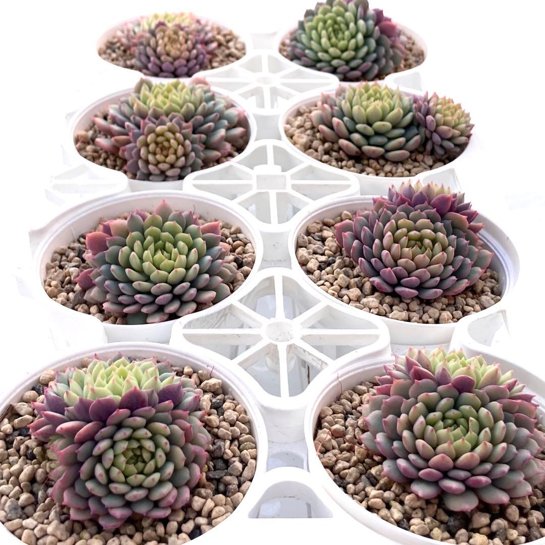 花*ん様 【鉢付き】ミックスベリア ちょこん8苗セット売りまとめ売りおらいさん自