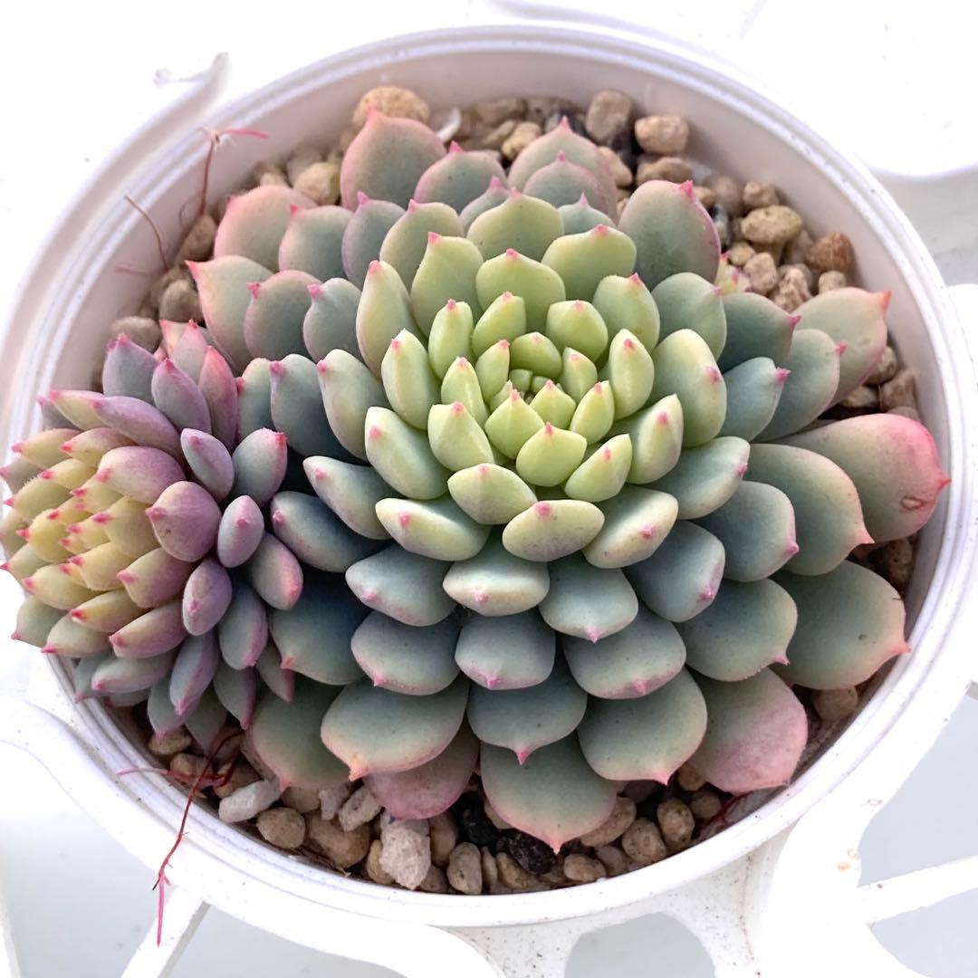 花*ん様 【鉢付き】ミックスベリア ちょこん8苗セット売りまとめ売りおらいさん自