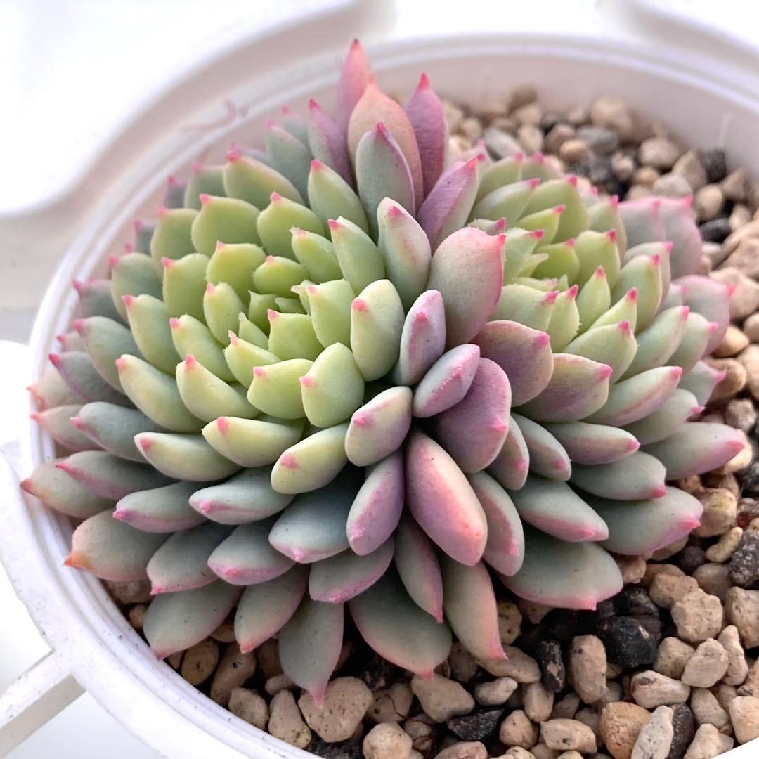 花*ん様 【鉢付き】ミックスベリア ちょこん8苗セット売りまとめ売りおらいさん自