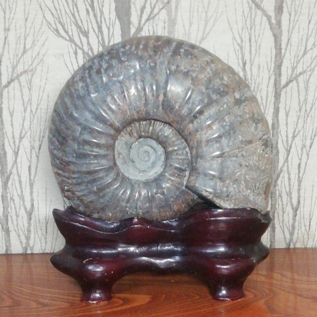 アンモナイト 化石 北海道産 台座付