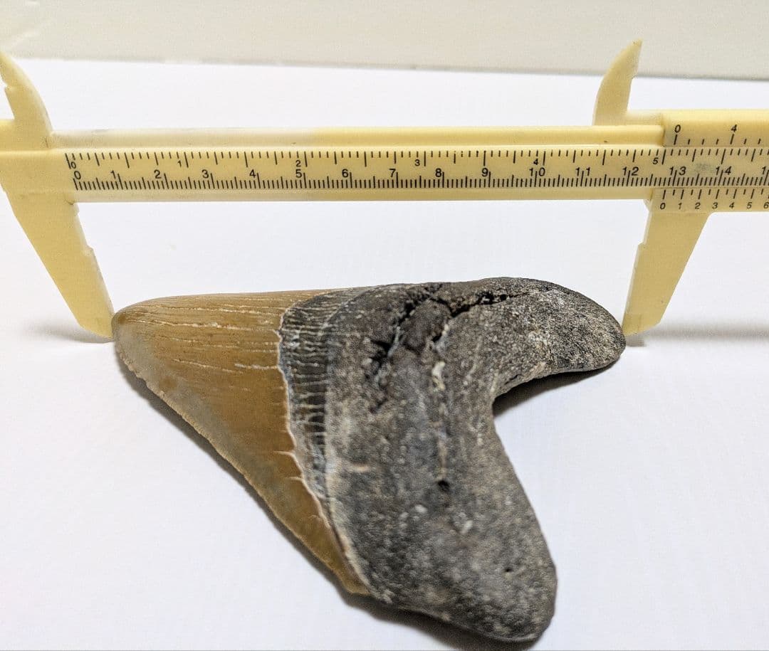 メガロドン化石 重さ256.5g 長辺約127mm(約5インチ) 横辺約93mm